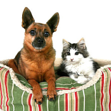 Hunde- & Katzenbetten